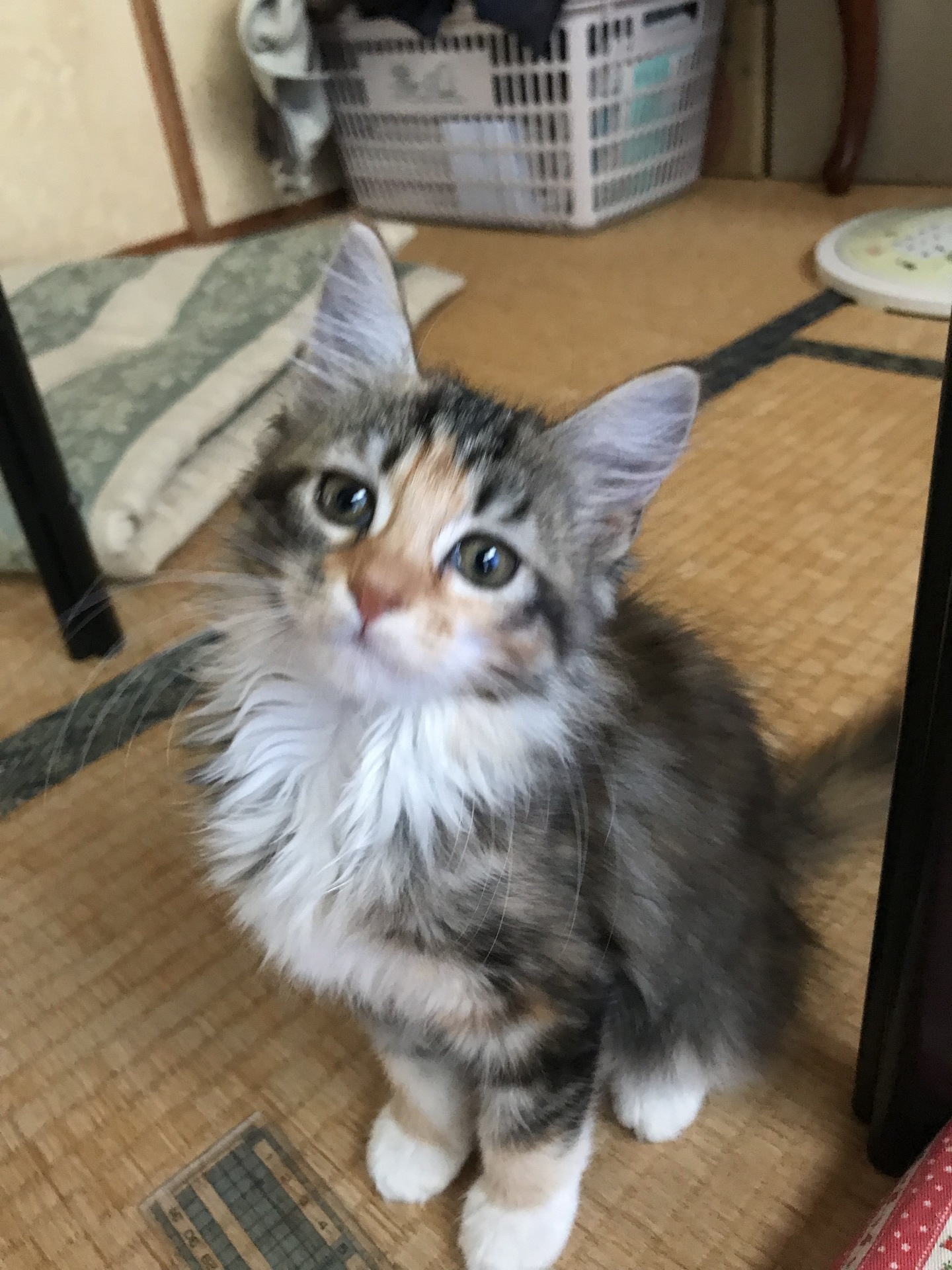 うちの猫は小さいままななのか